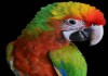 Фото Шэмрок - гибрид попугаев ара, птенцы из питомника