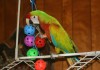Фото Шэмрок - гибрид попугаев ара, птенцы из питомника